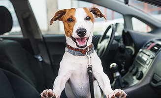 Effectively remove dog hair and doggie smell from the car – the best tips